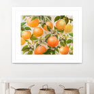 Tropical Oranges by Diannart on GIANT ART - fruit farm