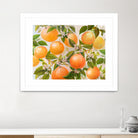 Tropical Oranges by Diannart on GIANT ART - fruit farm