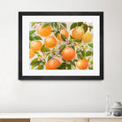 Tropical Oranges by Diannart on GIANT ART - fruit farm
