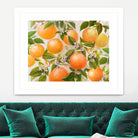 Tropical Oranges by Diannart on GIANT ART - fruit farm
