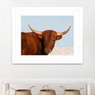 Steer by Carol Walker on GIANT ART - photography farm