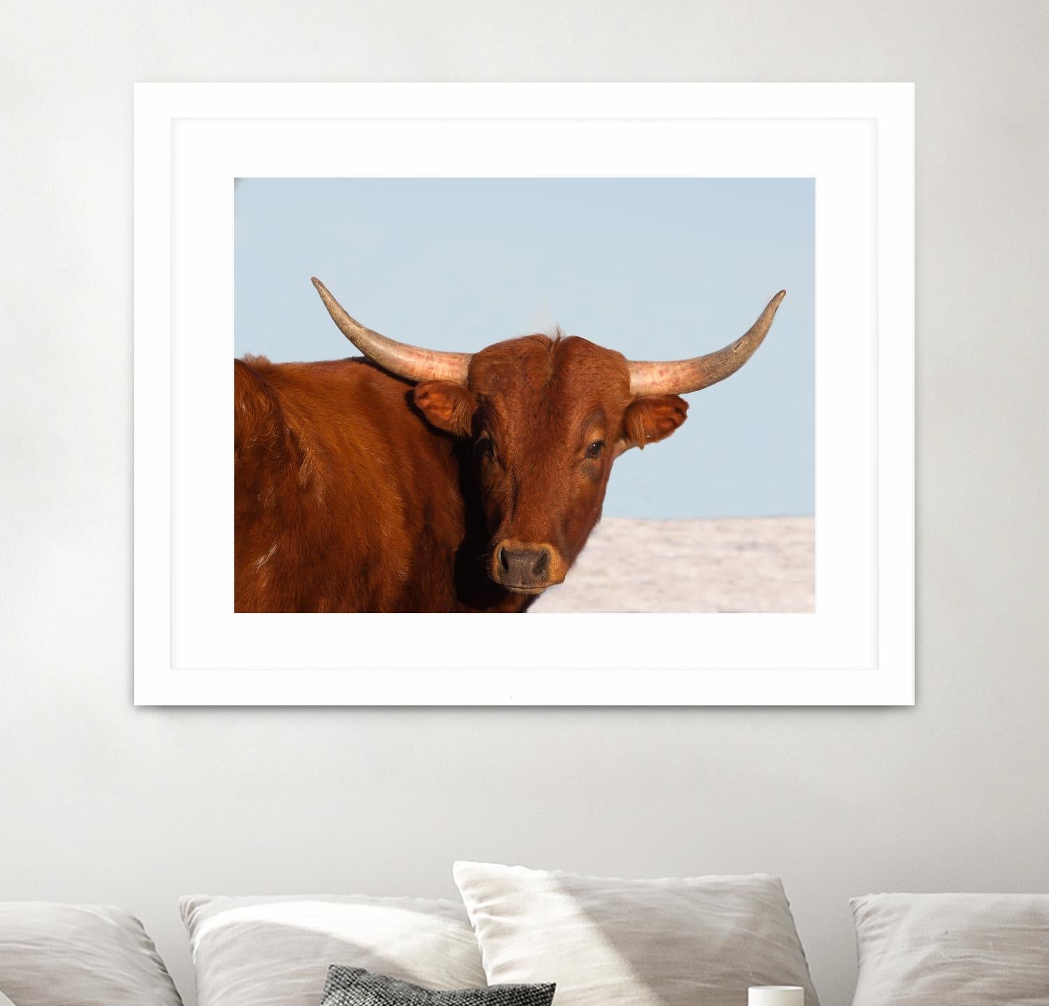 Steer by Carol Walker on GIANT ART - photography farm