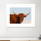 Steer by Carol Walker on GIANT ART - photography farm