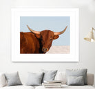 Steer by Carol Walker on GIANT ART - photography farm