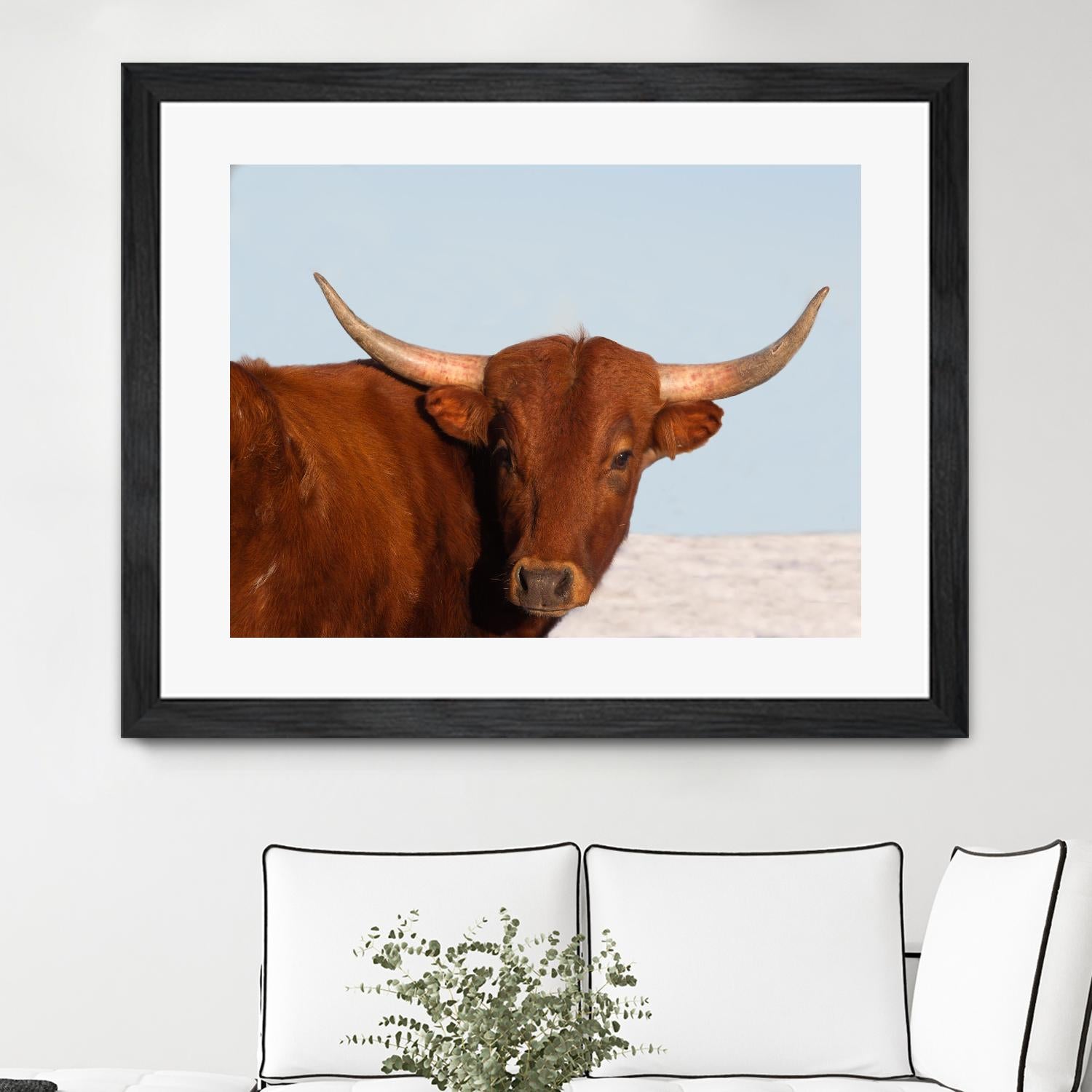 Steer by Carol Walker on GIANT ART - photography farm