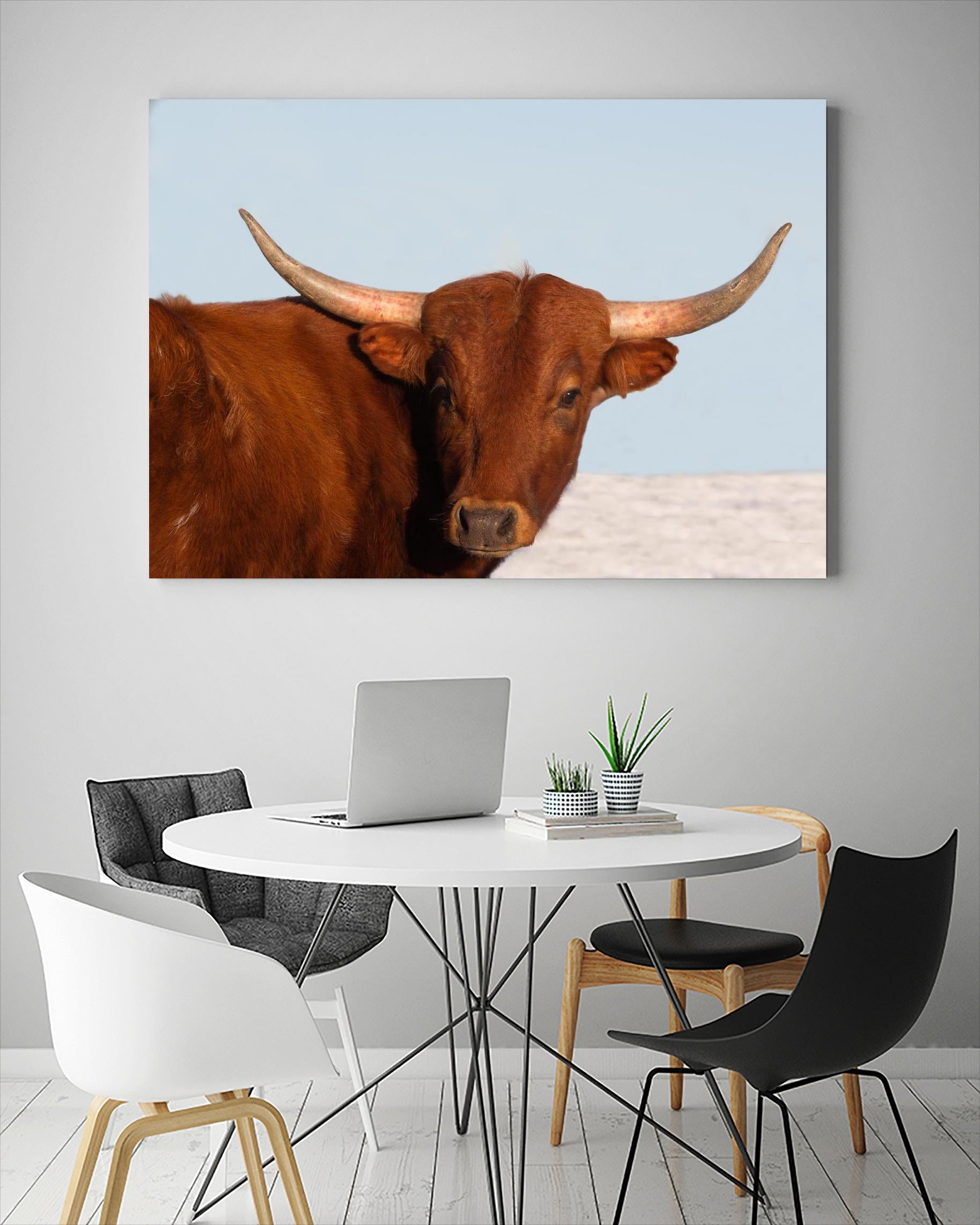 Steer by Carol Walker on GIANT ART - photography farm