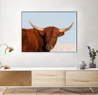 Steer by Carol Walker on GIANT ART - photography farm
