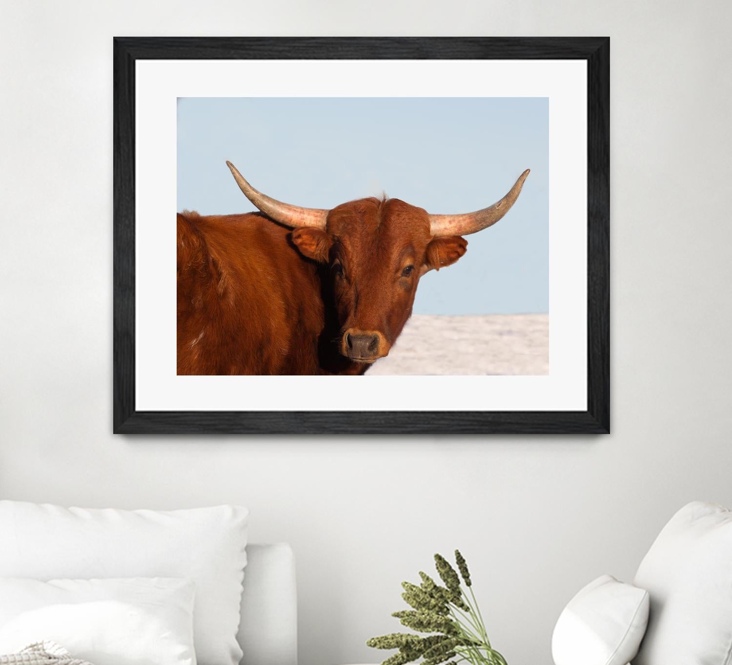Steer by Carol Walker on GIANT ART - photography farm