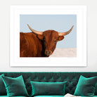 Steer by Carol Walker on GIANT ART - photography farm