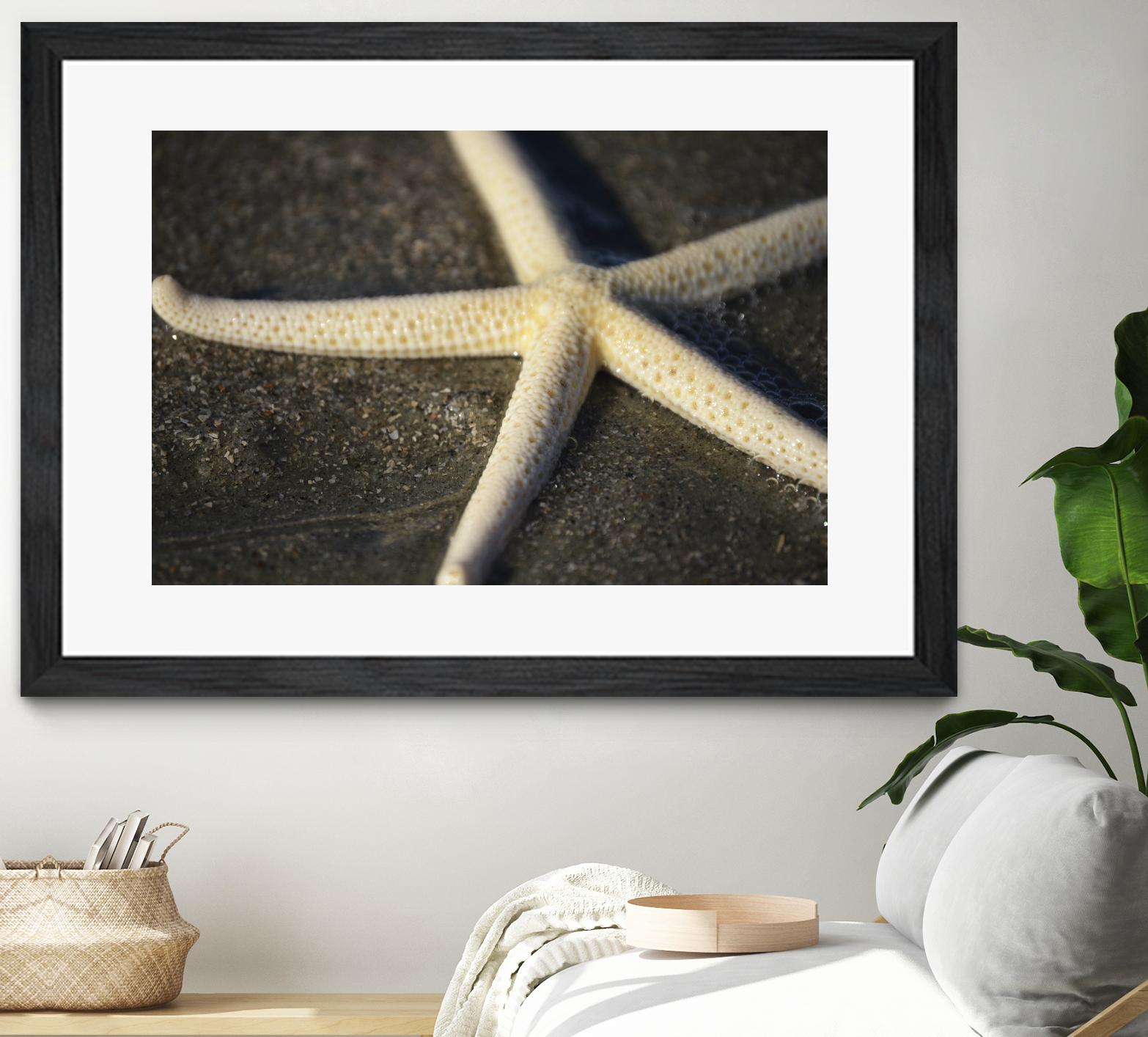 Starfish by Lori Prenner on GIANT ART - beige costal étoile de mer