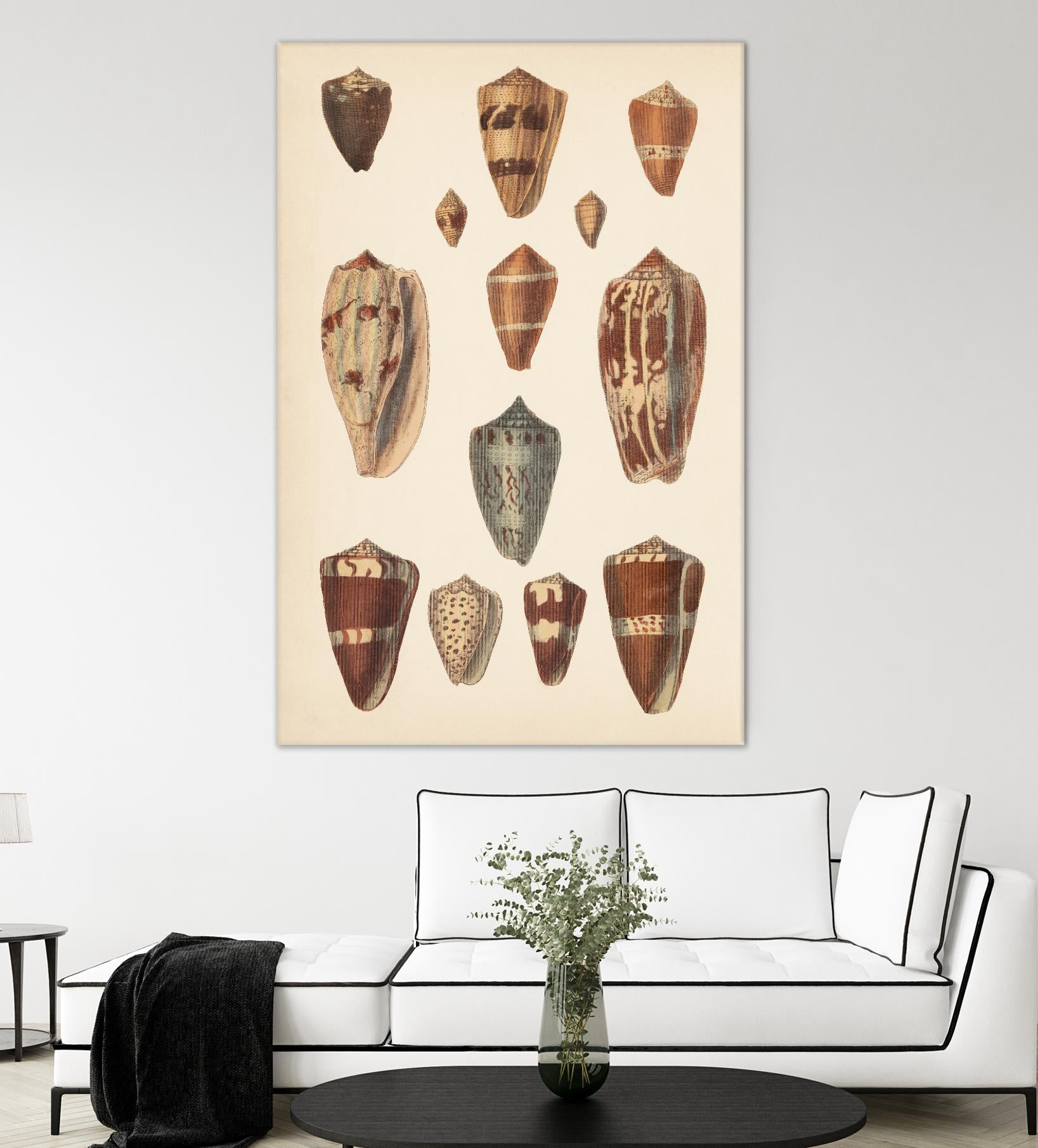 Antique Cone Shells II by Unknown on GIANT ART - beige  seashell