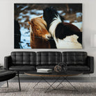 Poneys by Pexels on GIANT ART - black animals