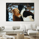 Poneys by Pexels on GIANT ART - black animals