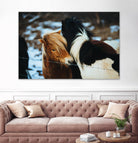 Poneys by Pexels on GIANT ART - black animals