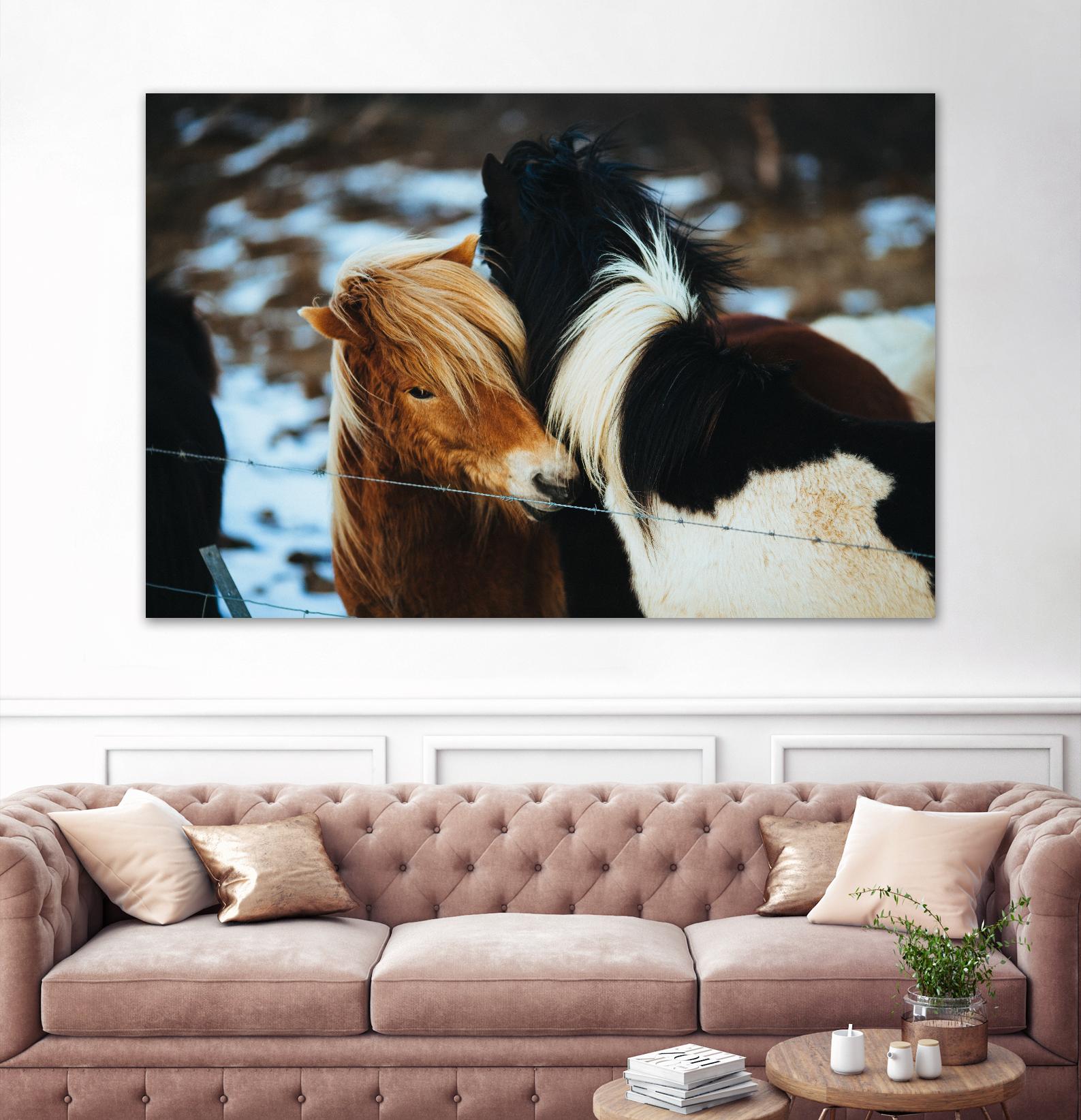 Poneys by Pexels on GIANT ART - black animals