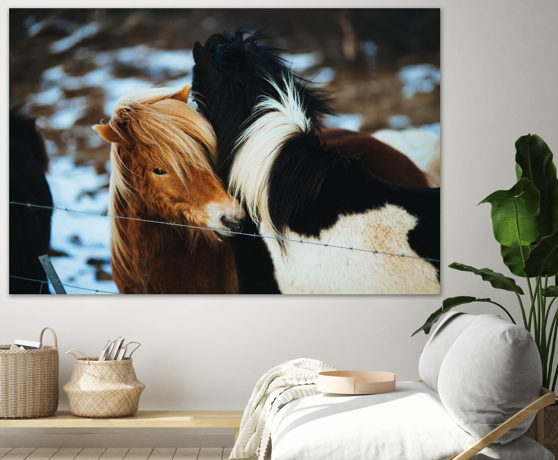 Poneys by Pexels on GIANT ART - black animals