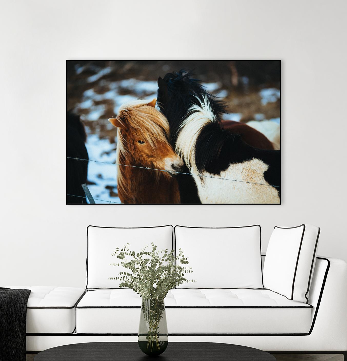 Poneys by Pexels on GIANT ART - black animals
