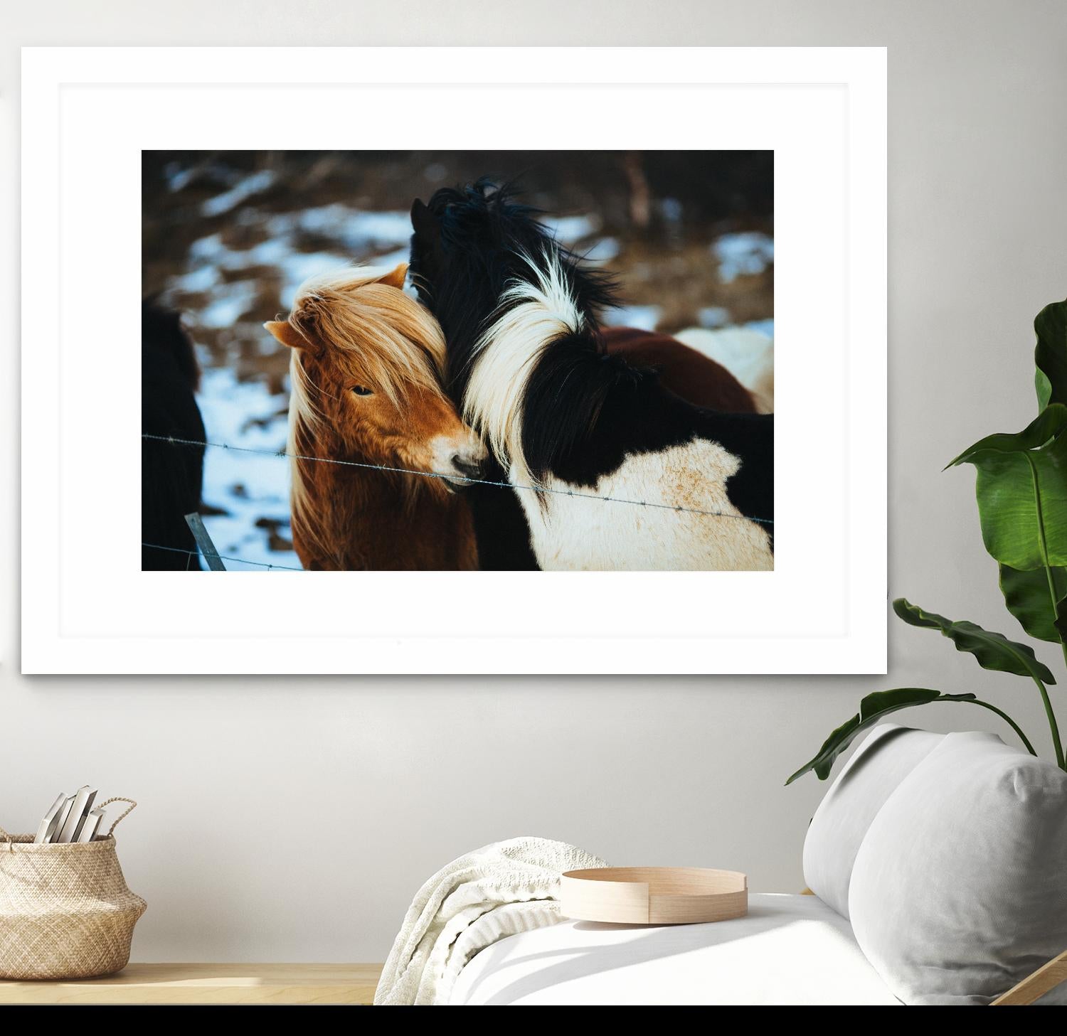 Poneys by Pexels on GIANT ART - black animals