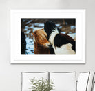 Poneys by Pexels on GIANT ART - black animals