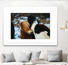 Poneys by Pexels on GIANT ART - black animals