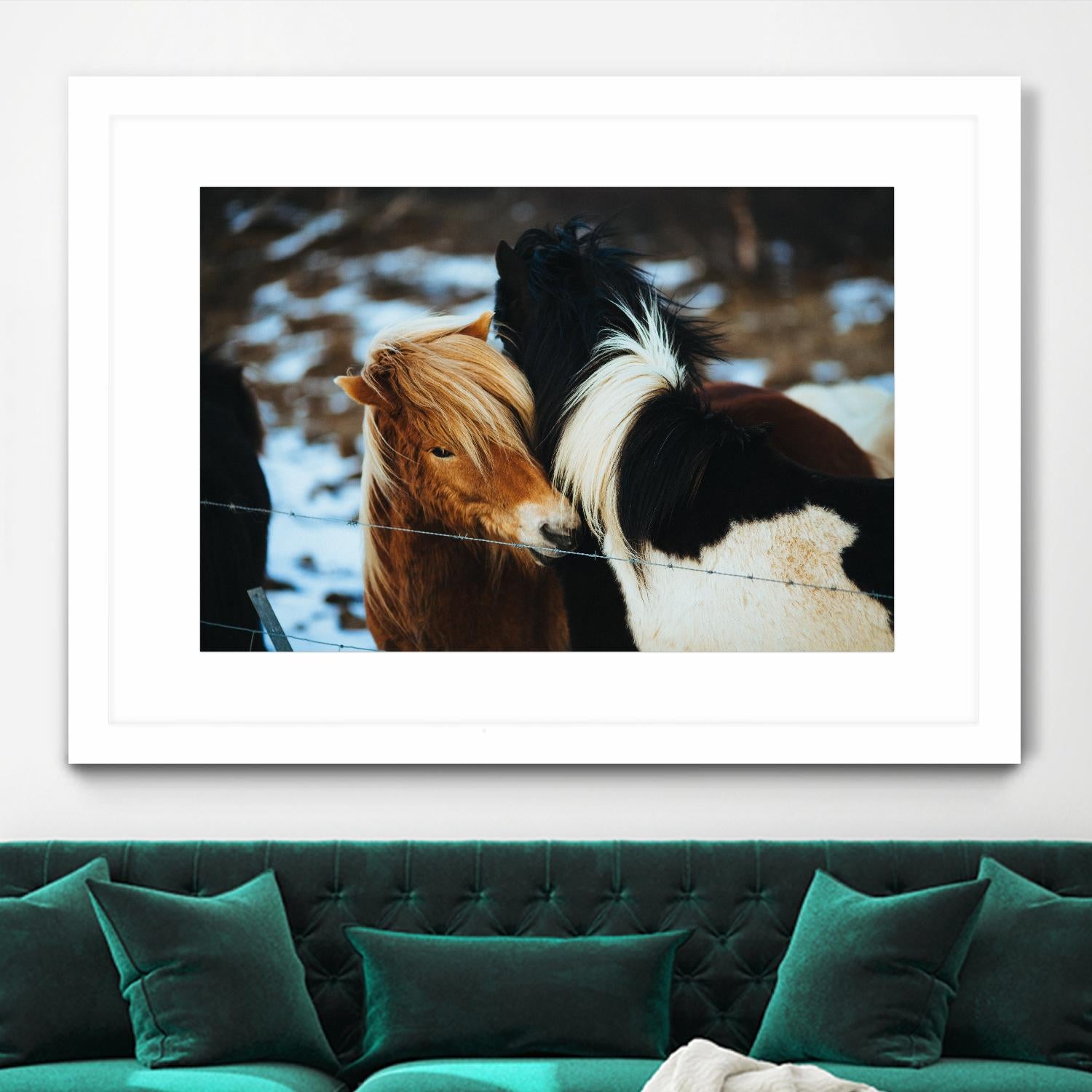Poneys by Pexels on GIANT ART - black animals