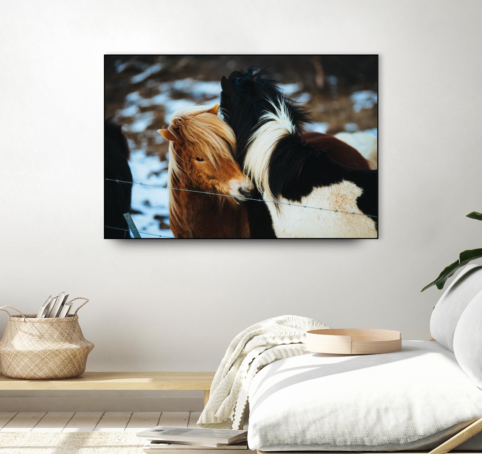 Poneys by Pexels on GIANT ART - black animals