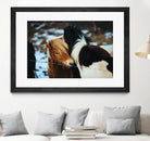 Poneys by Pexels on GIANT ART - black animals