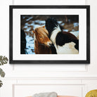 Poneys by Pexels on GIANT ART - black animals