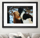 Poneys by Pexels on GIANT ART - black animals