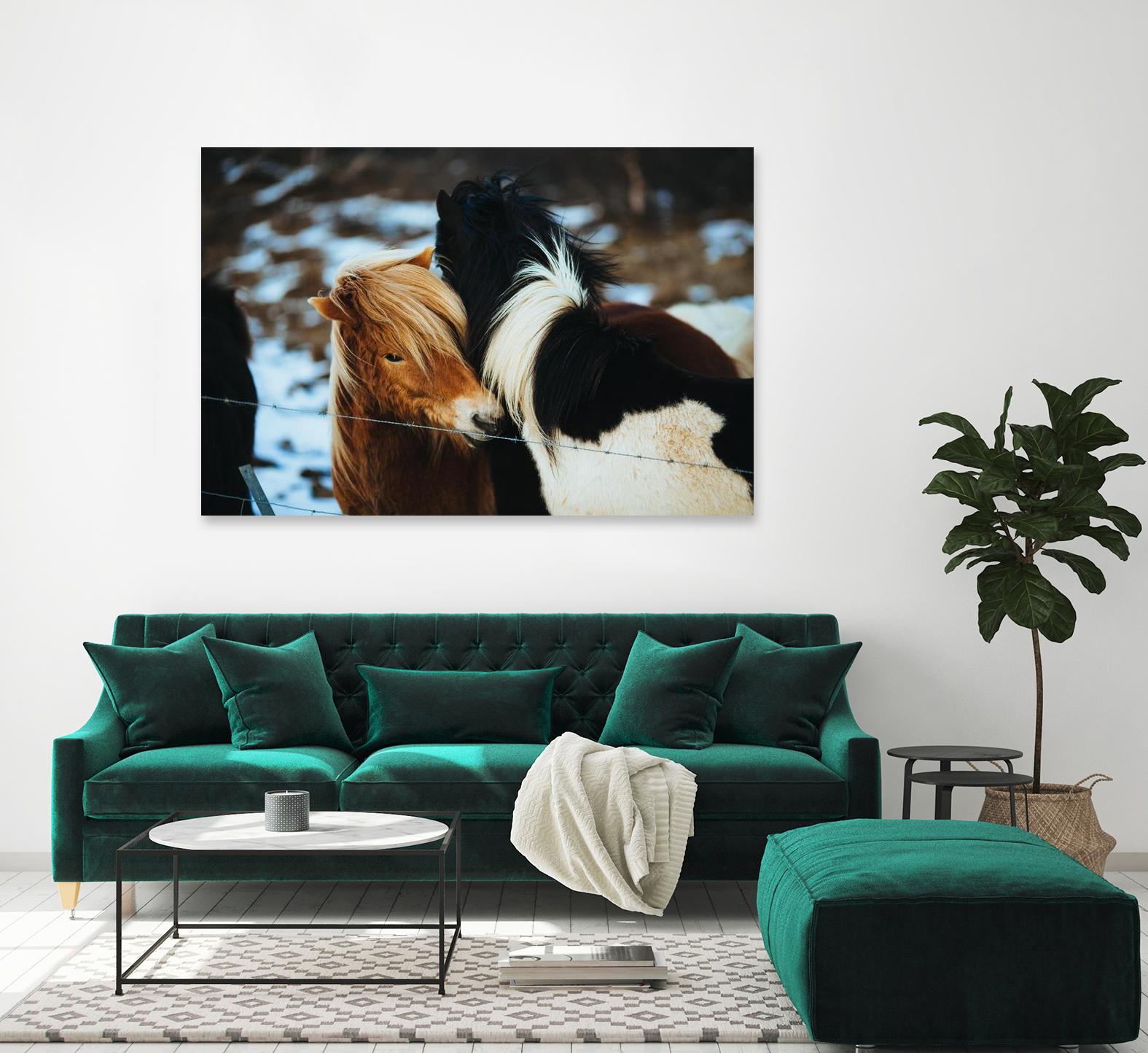 Poneys by Pexels on GIANT ART - black animals