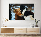 Poneys by Pexels on GIANT ART - black animals