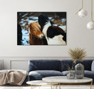 Poneys by Pexels on GIANT ART - black animals