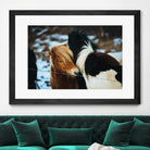 Poneys by Pexels on GIANT ART - black animals