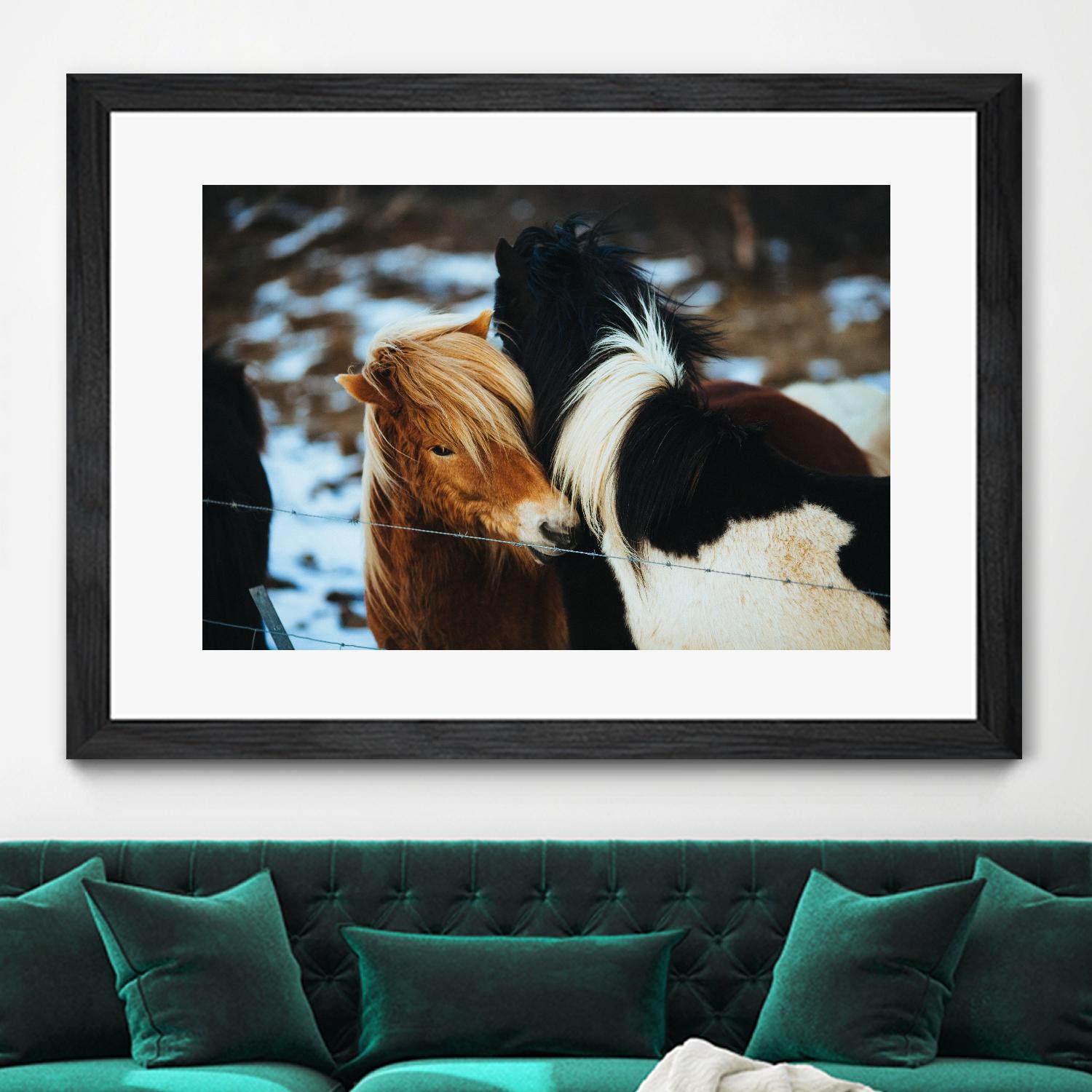 Poneys by Pexels on GIANT ART - black animals