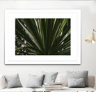 Palm by Pexels on GIANT ART - black tropical