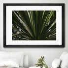Palm by Pexels on GIANT ART - black tropical
