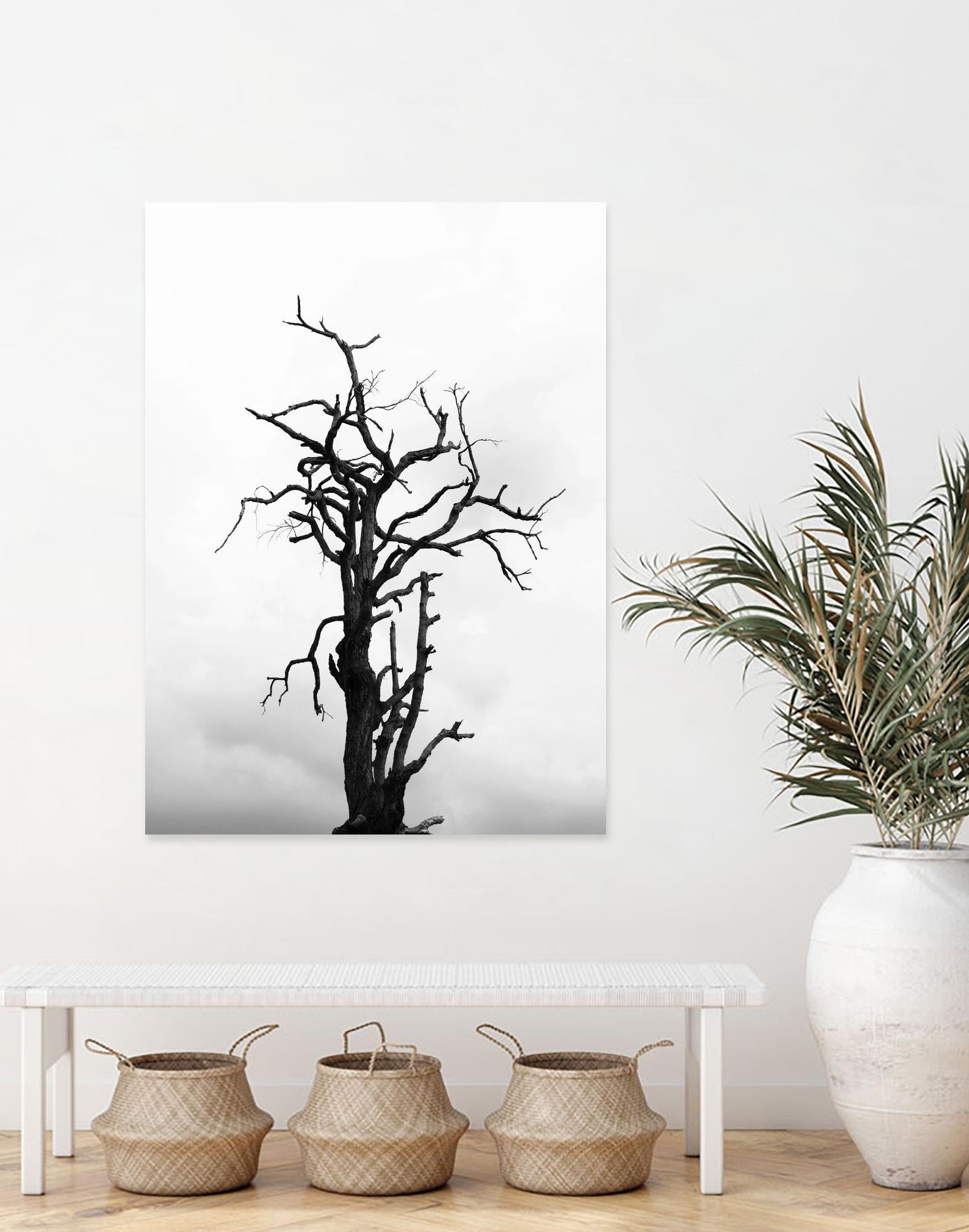 Dead tree by Pexels on GIANT ART - white trees