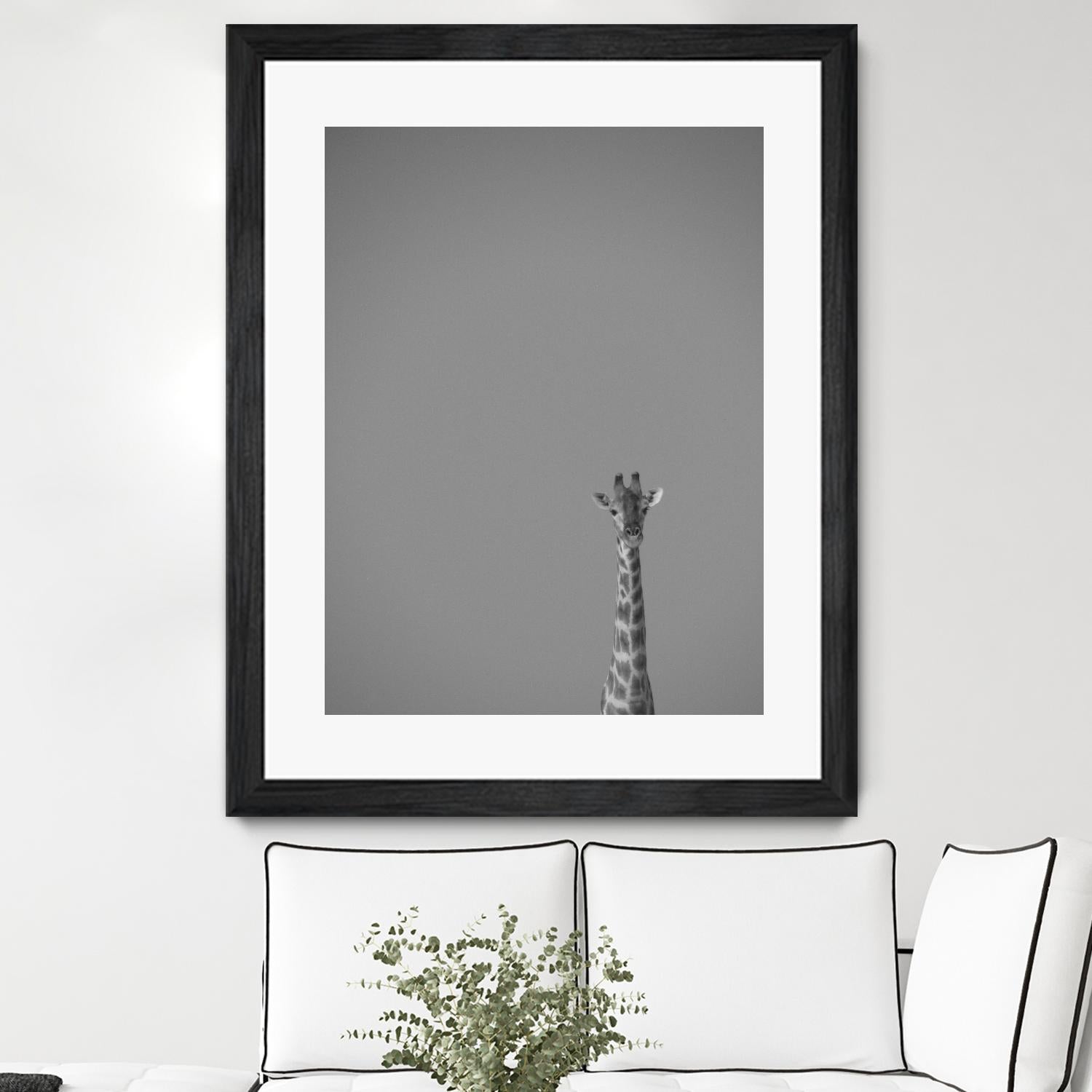 Hello there by Pexels on GIANT ART - black animals