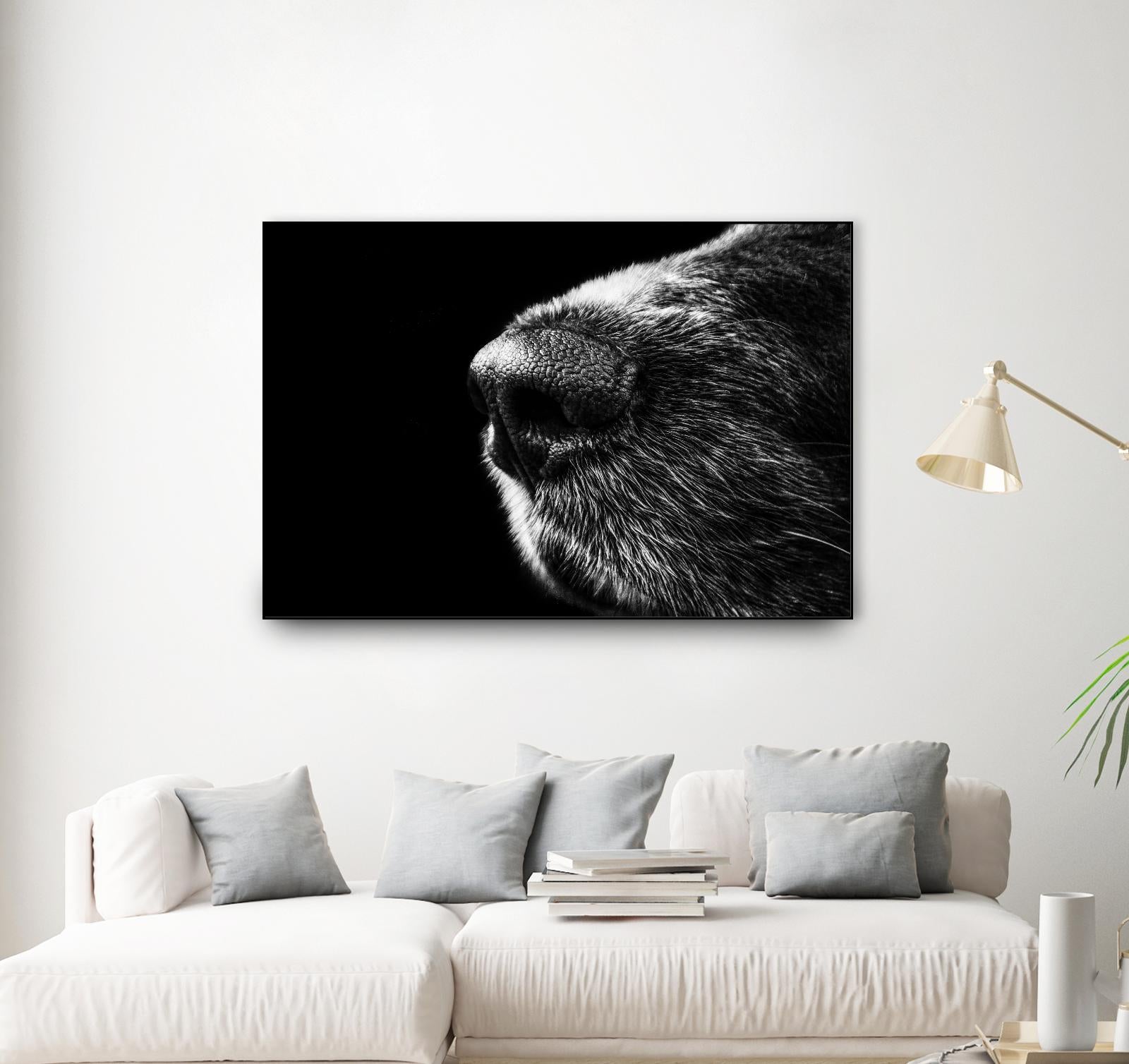Dog nose by Pexels on GIANT ART - white animals
