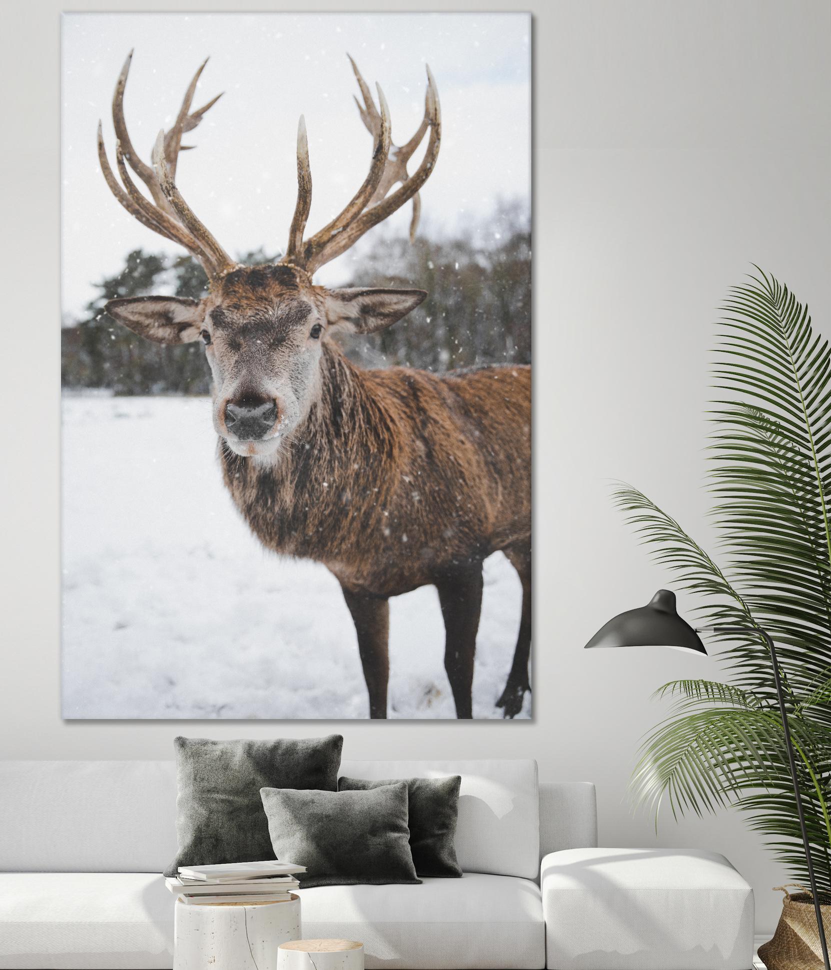 Deer by Pexels on GIANT ART - white animals
