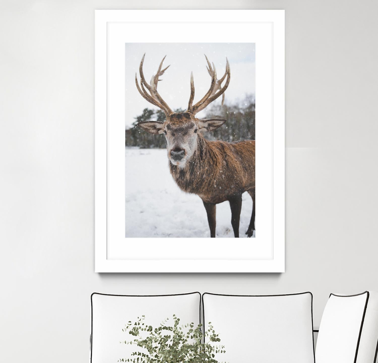 Deer by Pexels on GIANT ART - white animals