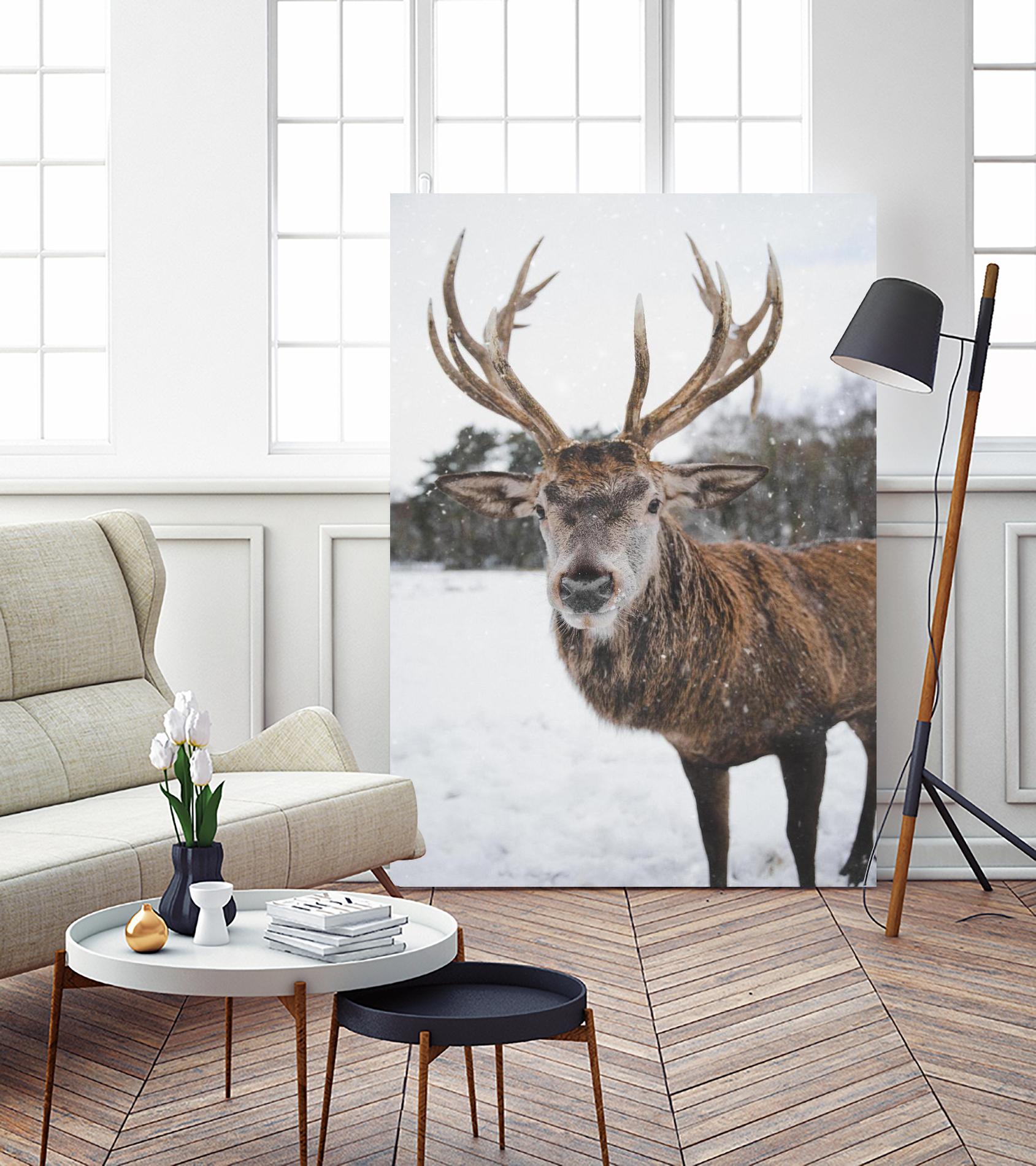 Deer by Pexels on GIANT ART - white animals