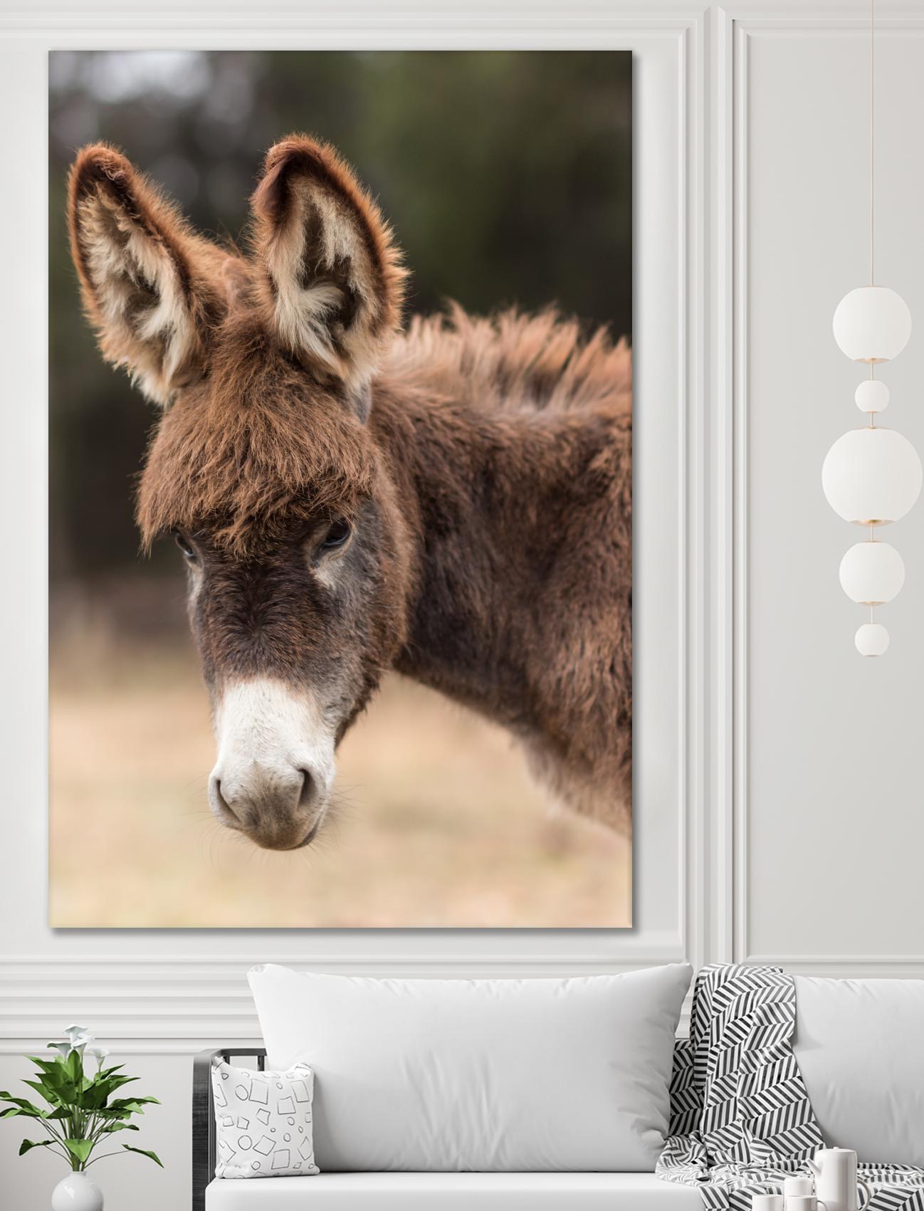 Donkey by Pexels on GIANT ART - white animals