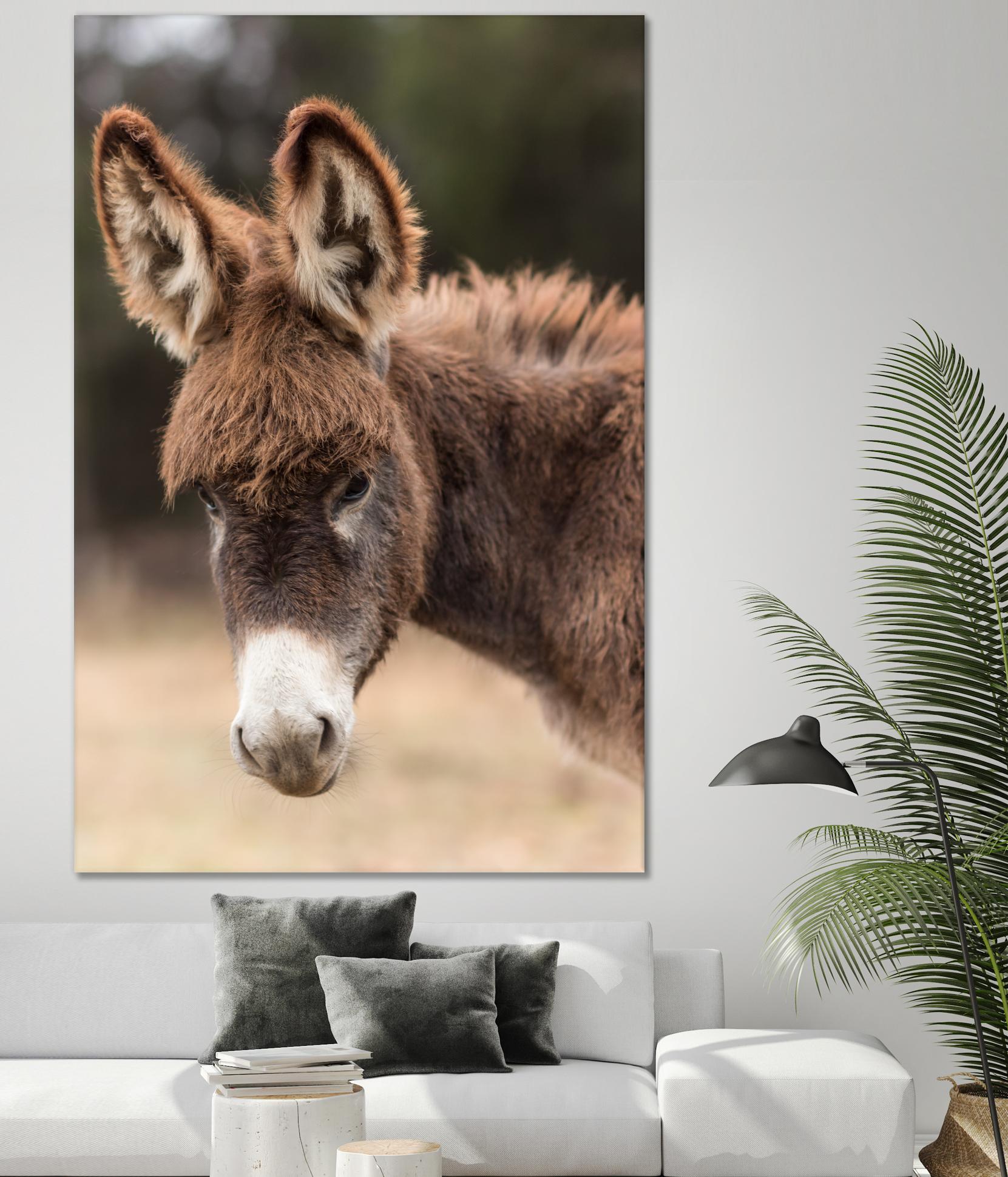 Donkey by Pexels on GIANT ART - white animals