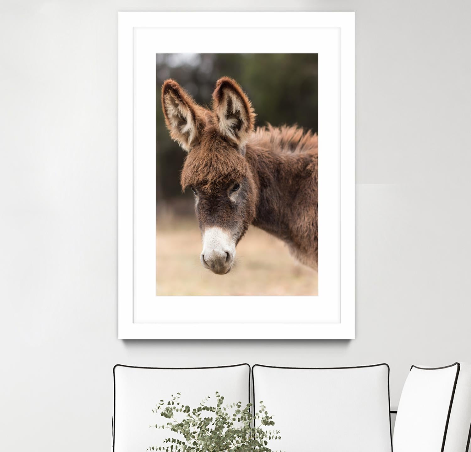 Donkey by Pexels on GIANT ART - white animals