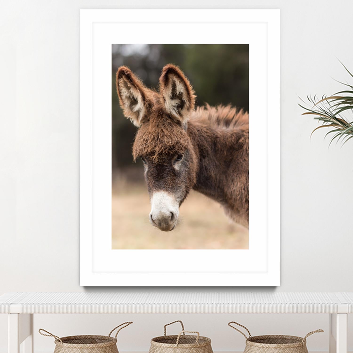 Donkey by Pexels on GIANT ART - white animals