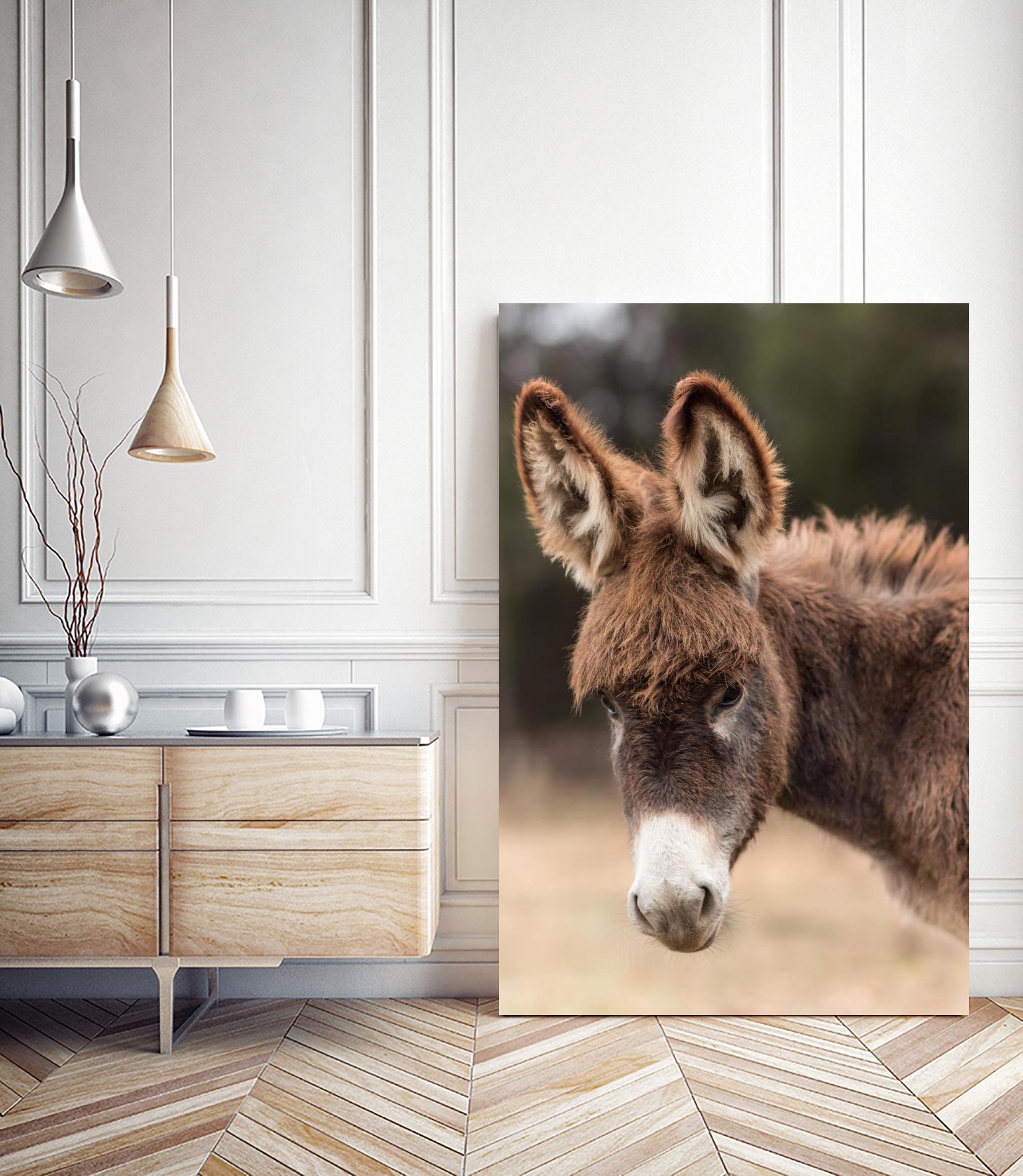 Donkey by Pexels on GIANT ART - white animals