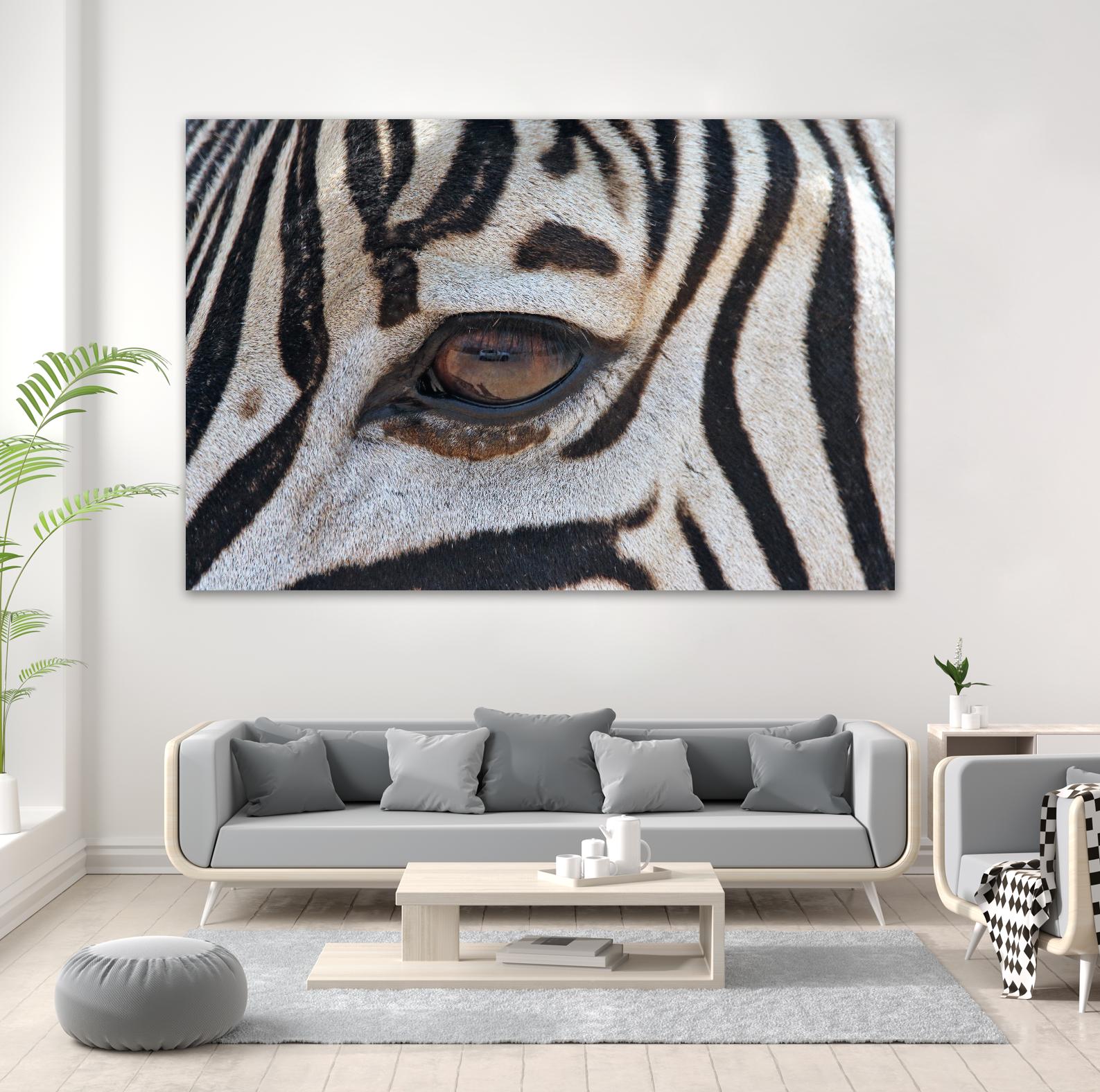 Zebra by Pexels on GIANT ART - white animals