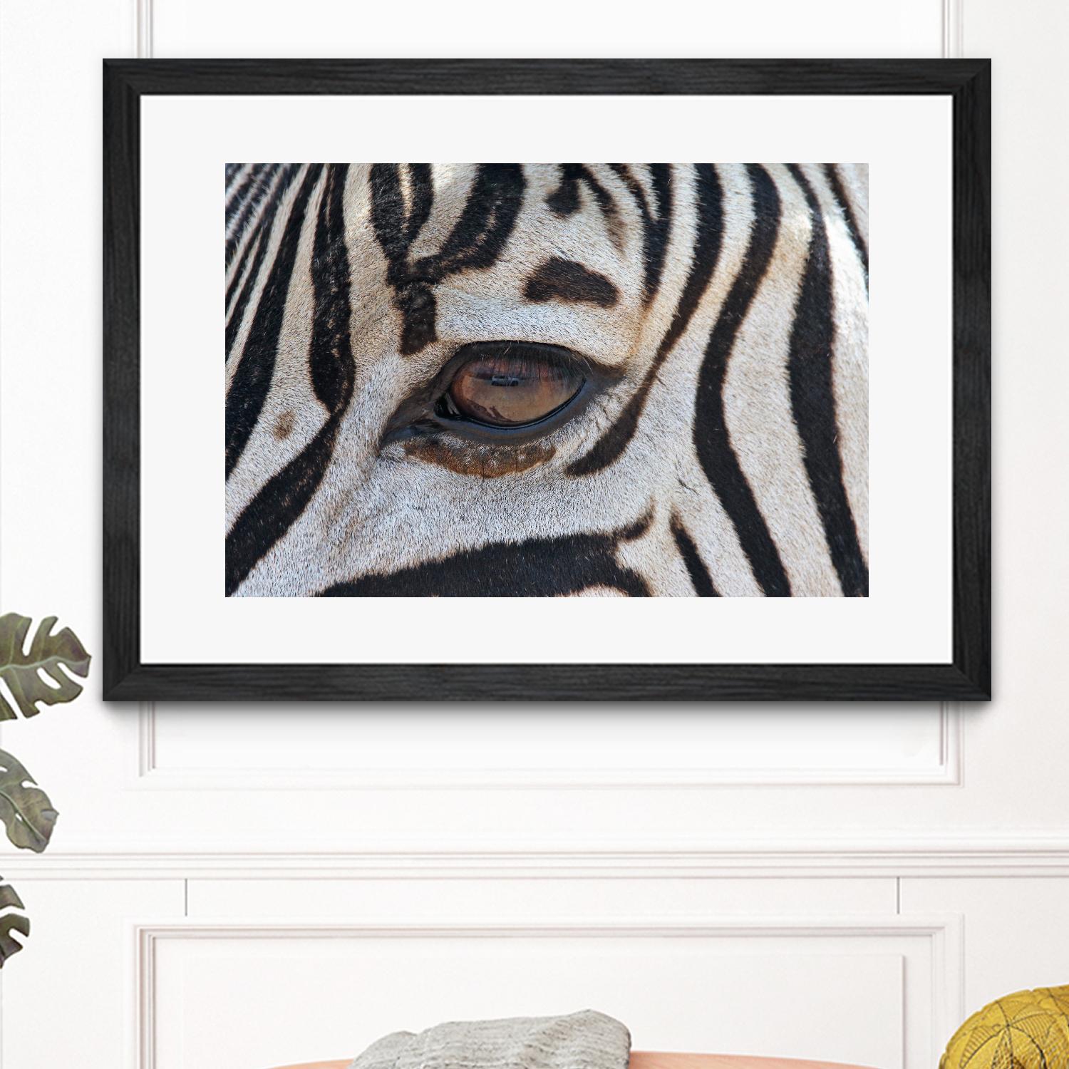 Zebra by Pexels on GIANT ART - white animals