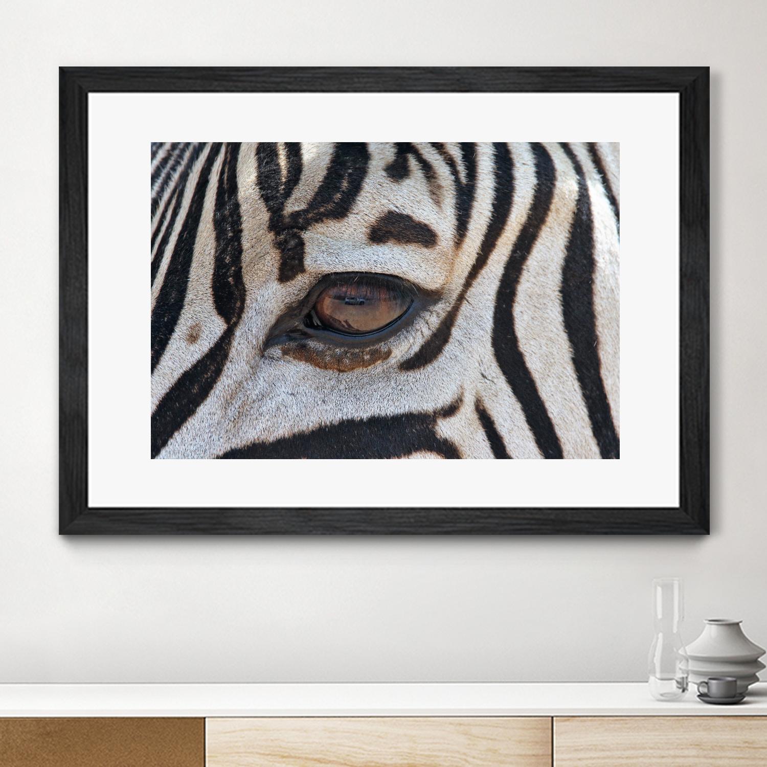 Zebra by Pexels on GIANT ART - white animals